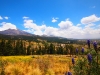 Hills above Hidalgo (Lupins flowers =)