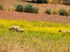 Shepherd's run their flocks all through the hills around Orizaba