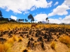 Shepherd's set fire to the fields for short term growth to feed their flocks