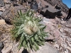 Cacti on the ascent, I call you
